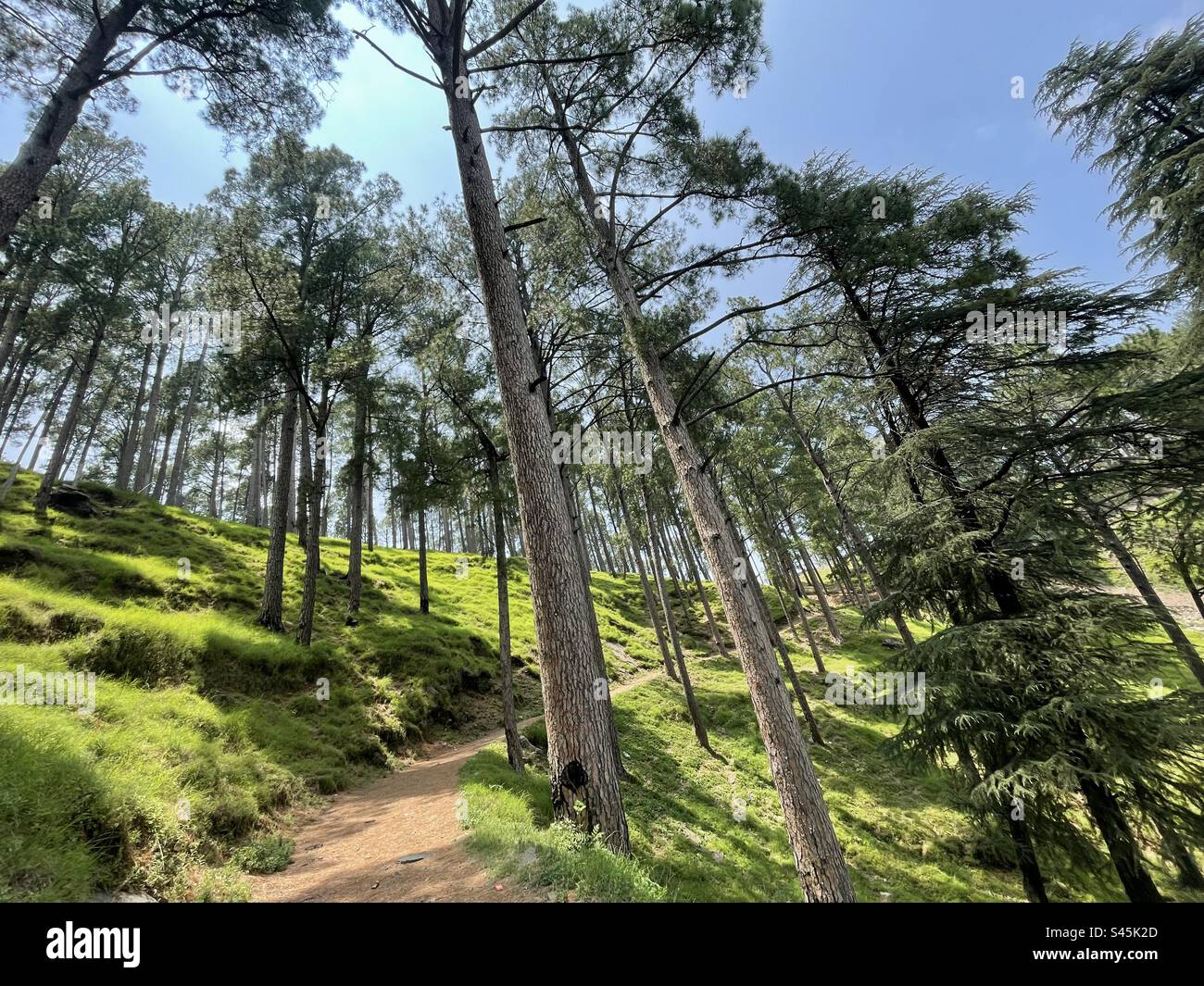 Trees in the line hi-res stock photography and images - Alamy