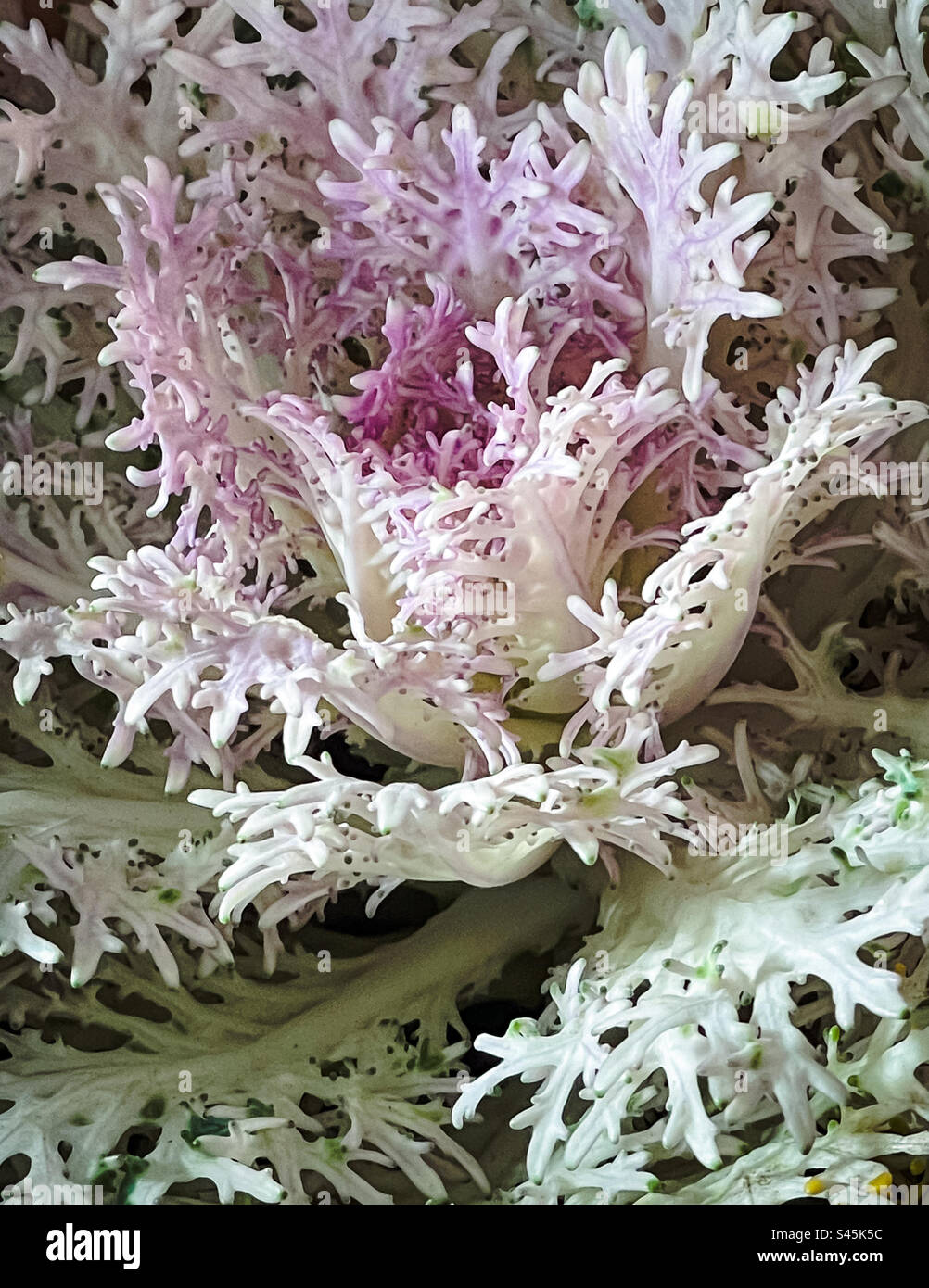 Close-up of lacy, purplish foliage of ornamental kale or Brassica oleracea. Full frame. Backgrounds. Stock Photo