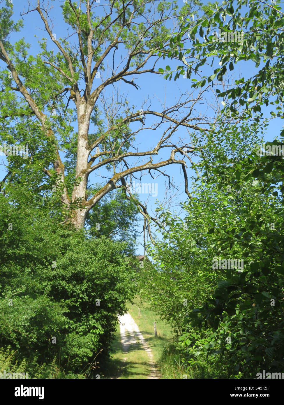 Nature Trail! Switzerland! - Smartphone Captured Stock Image