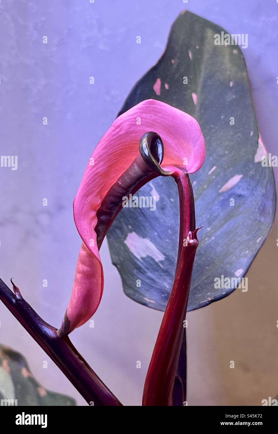 Philodendron Pink Princess new leaf about to open up - Smartphone Captured Stock Image