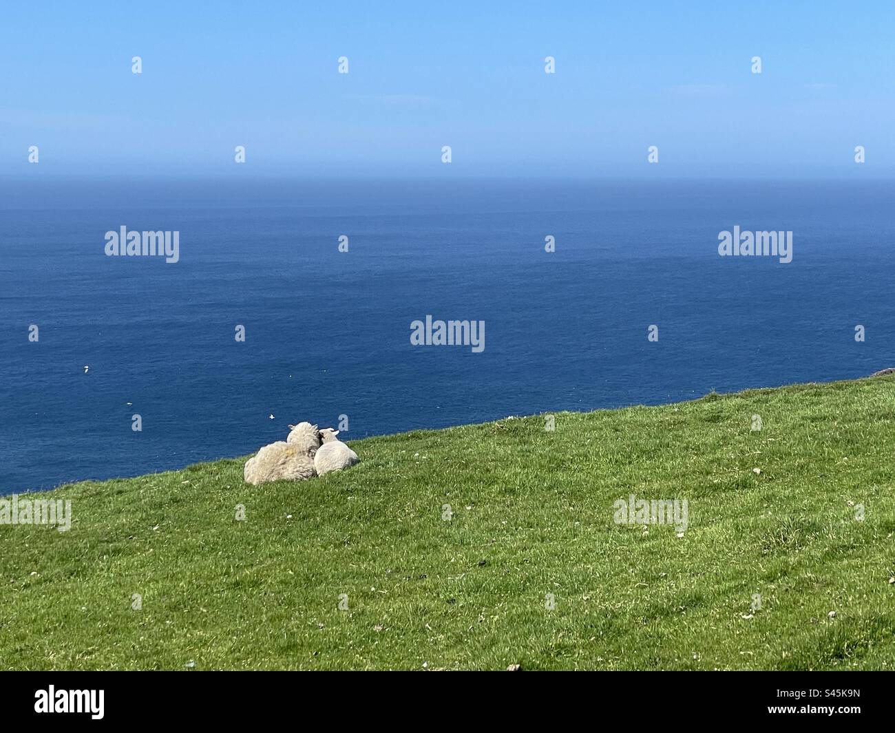 Sheep tenderness Stock Photo