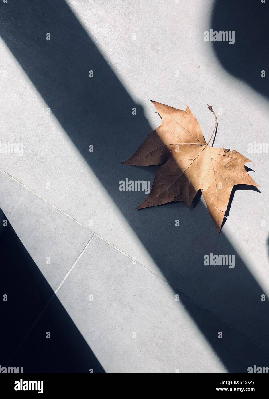 Autumn leaf on a grey background in abstract lines pattern of shadows - Smartphone Captured Stock Image