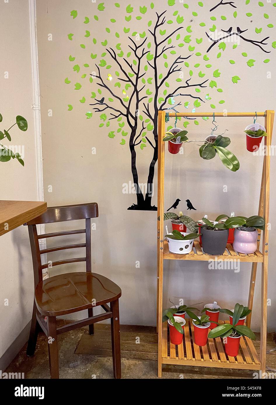 Cheerful welcoming corner in neighborhood cafe with tree wall art design, assortment of potted plants on wooden shelves and a chair. Retail. Small business. Interior design. - Smartphone Captured Stock Image