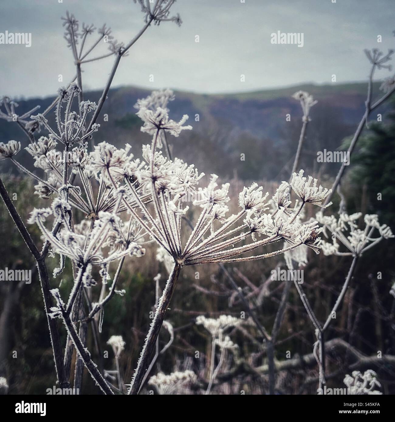 Frosty Fennel Seed Heads Stock Photo Alamy