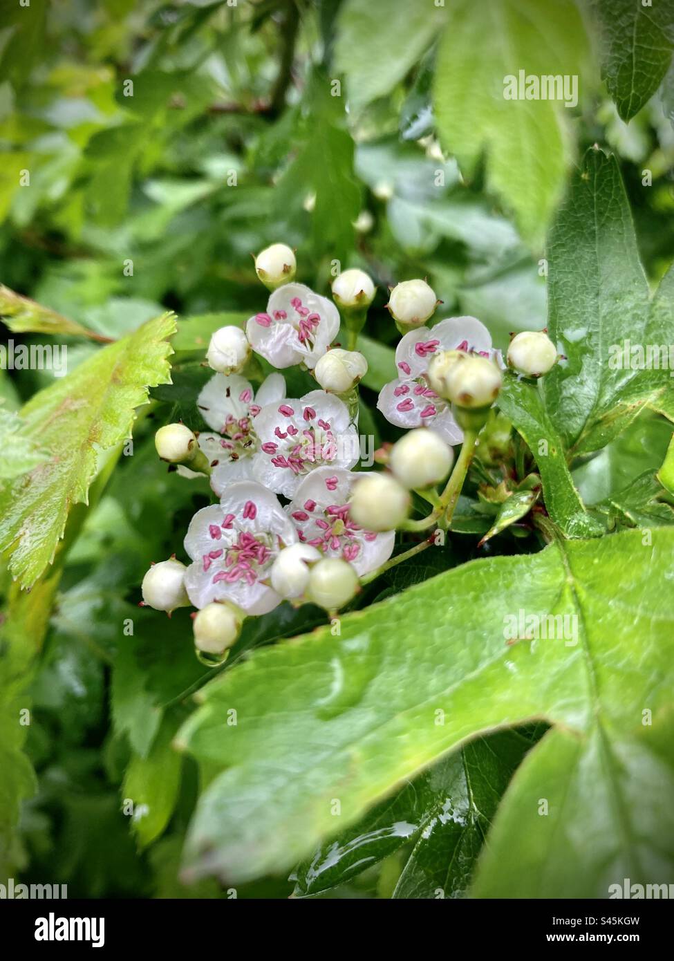 Hawthorn Blossom - Smartphone Captured Stock Image