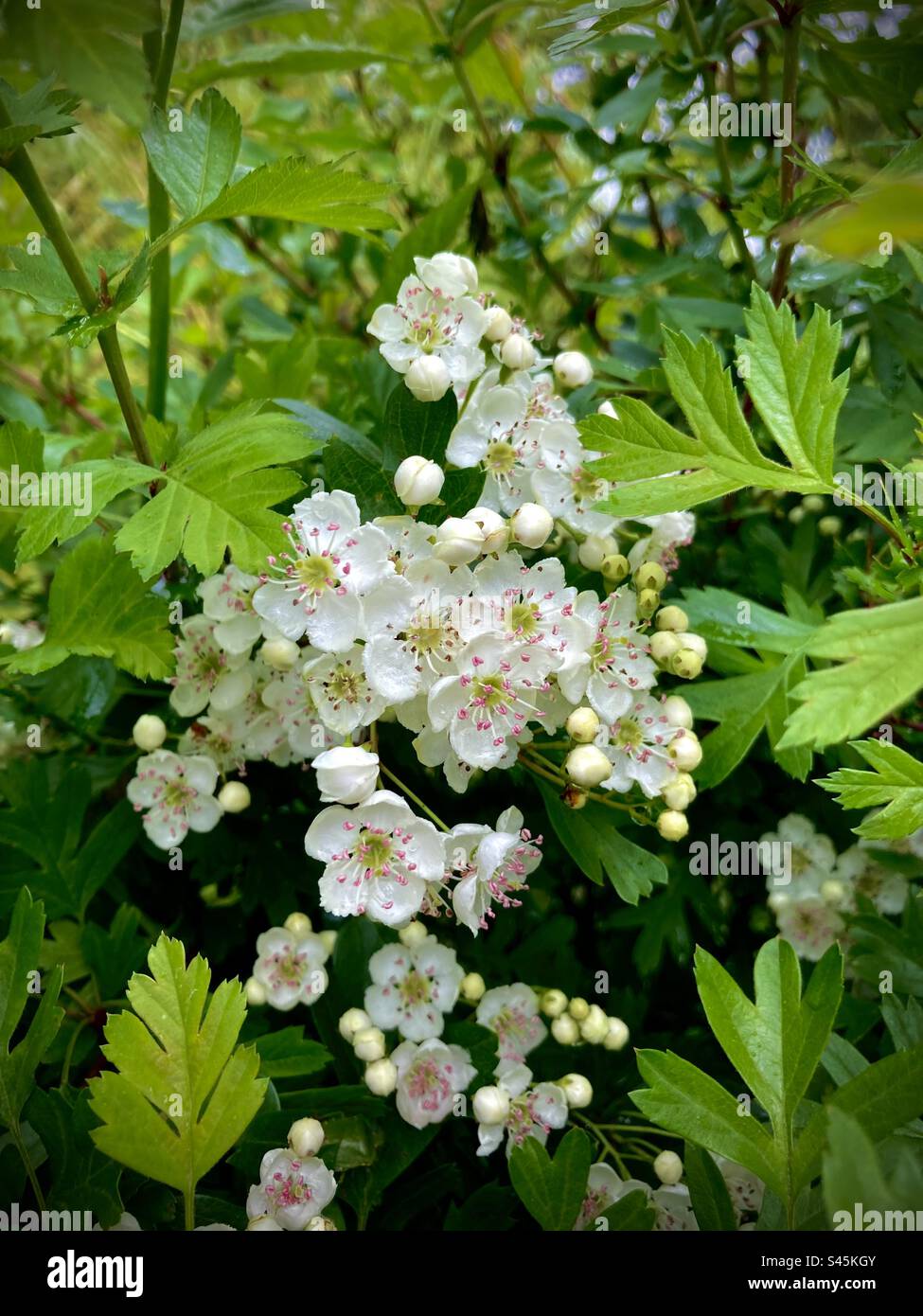 Hawthorn Blossom - Smartphone Captured Stock Image