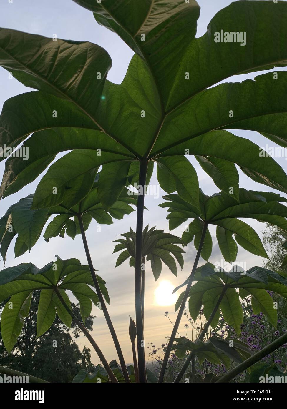 Tropical plant in London - Smartphone Captured Stock Image