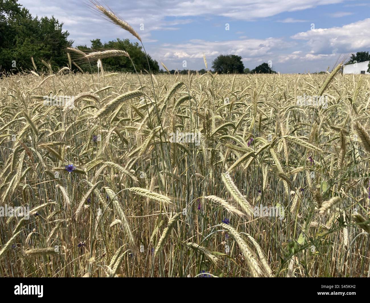 Ears of grain field in summer against blue sky with white clouds - Smartphone Captured Stock Image