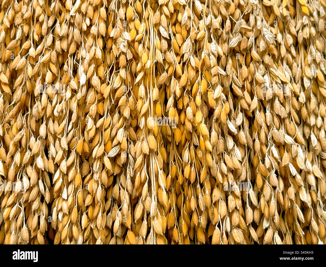 Close up of rice grain background Stock Photo Alamy