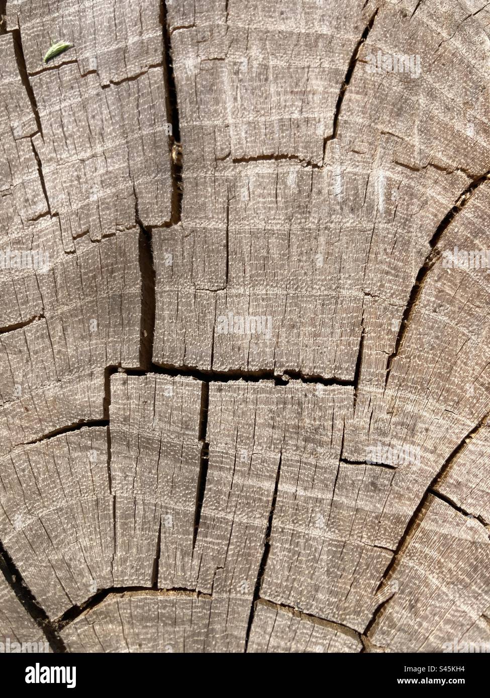Gray dry wood with cracks and patterns - Smartphone Captured Stock Image