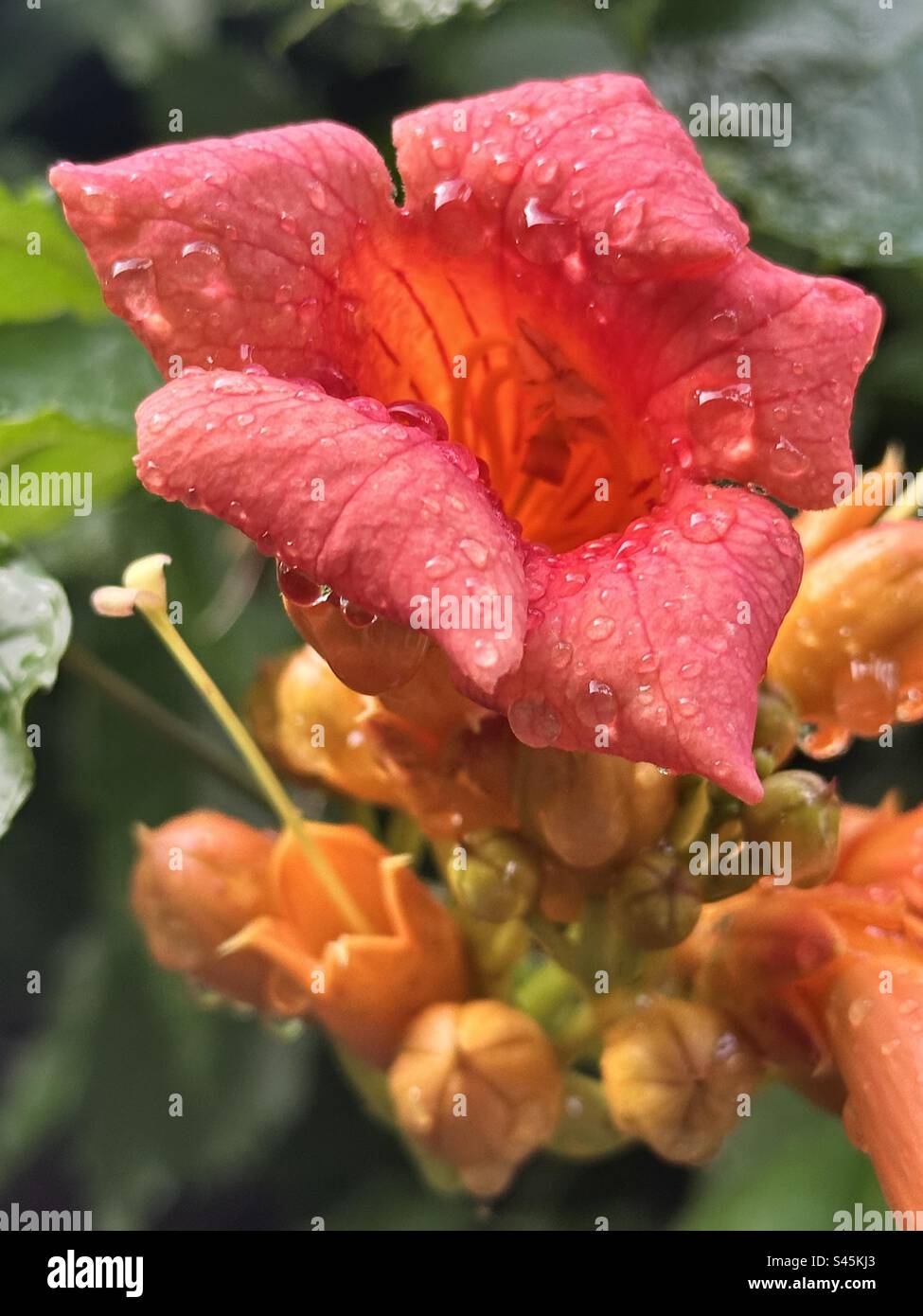 Orange colored trumpet vine flowers after summer rain - Smartphone Captured Stock Image