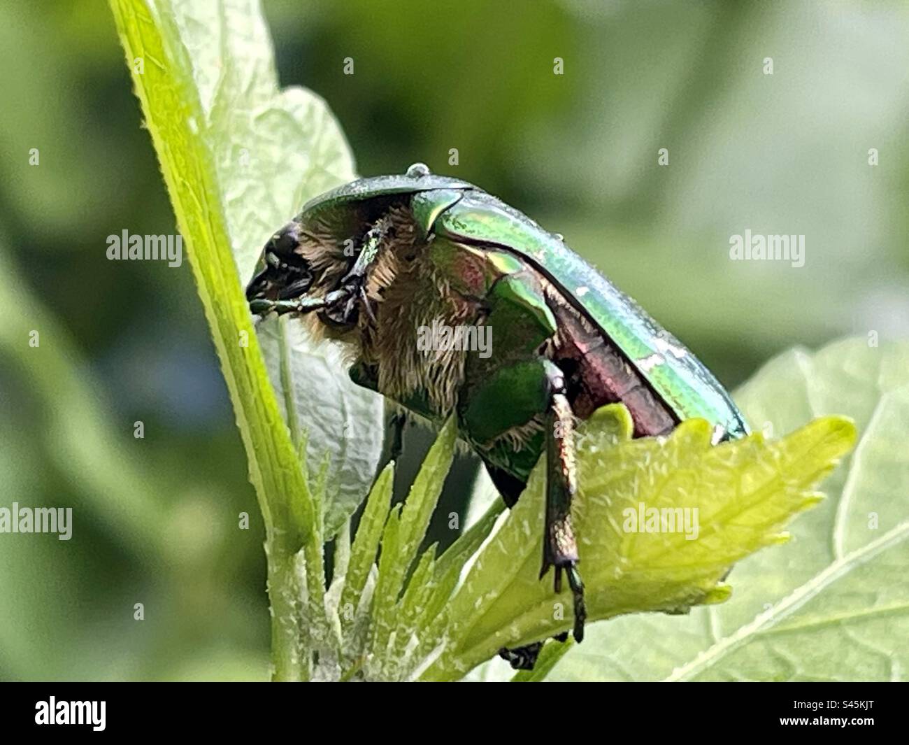 rose chafer eating Stock Photo Alamy