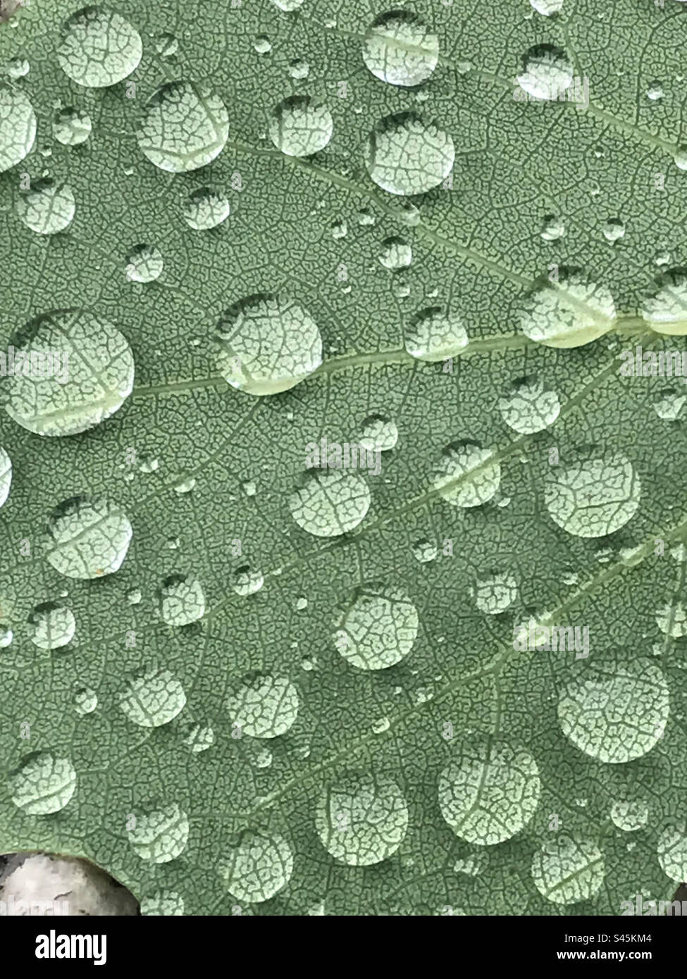 Drops of water in green fresh leaves Stock Photo