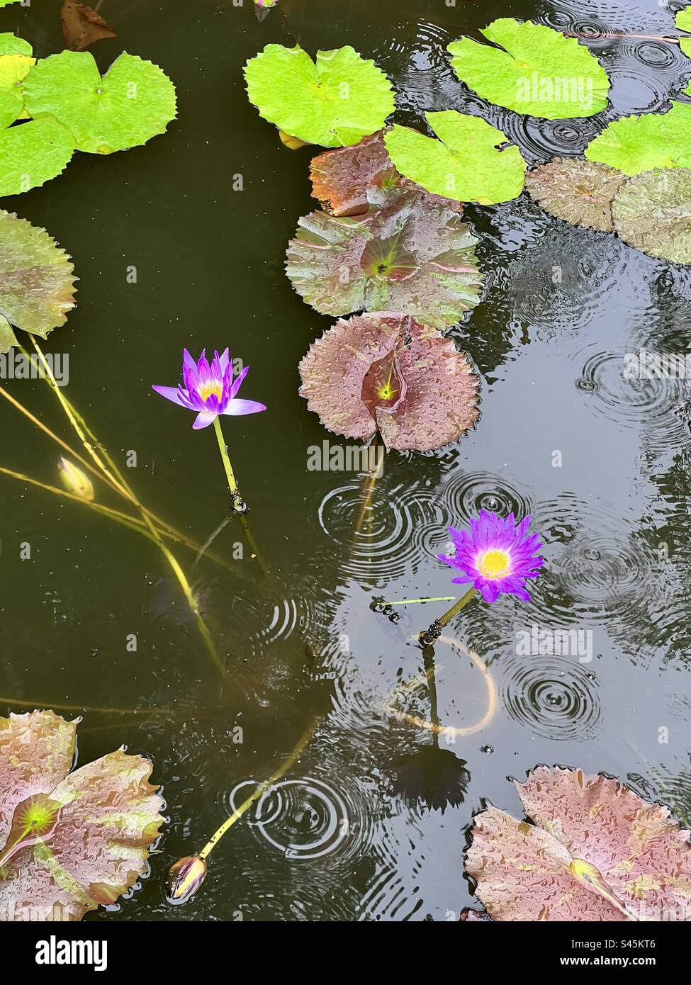 Egyptian lilies hi-res stock photography and images - Alamy