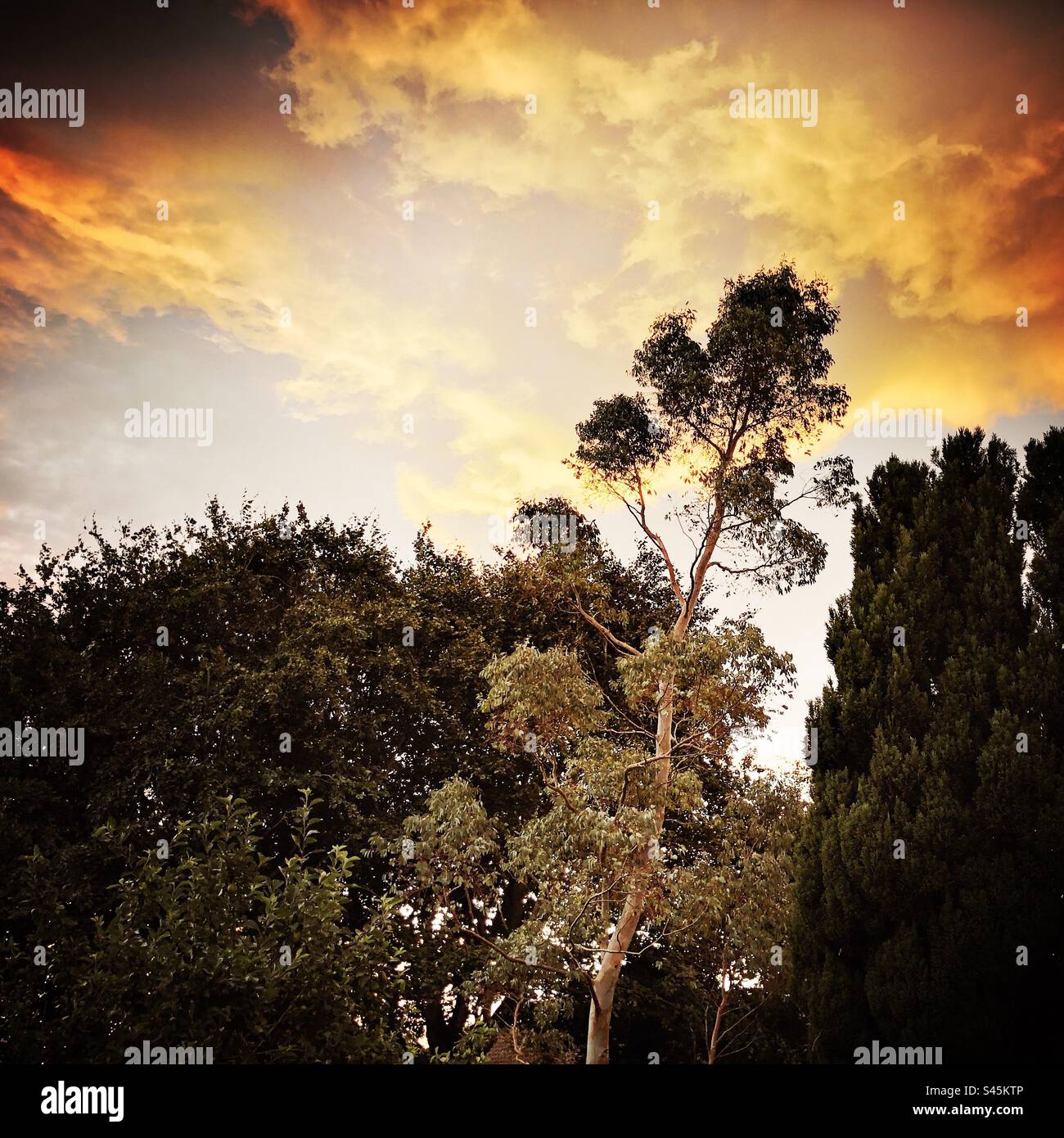 Sunset against a group of trees in a large garden in the United Kingdom Stock Photo