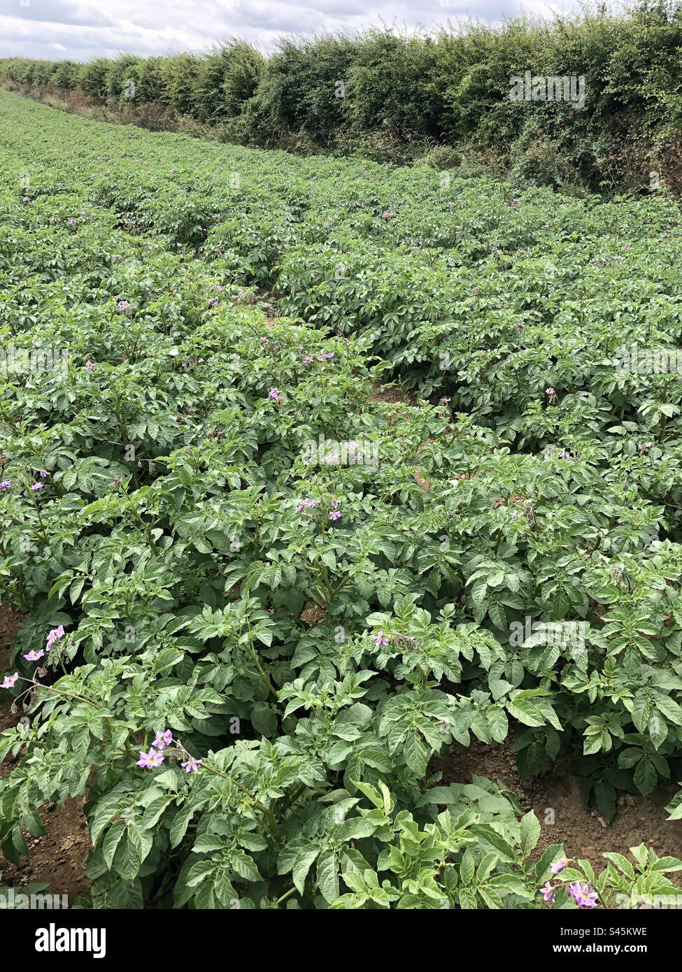 Crop of potatoes in July growing on a farm in North Lincolnshire, United Kingdom - Smartphone Captured Stock Image