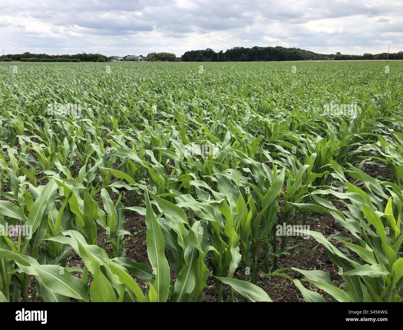 A crop of maize grown for electricity energy production in North Lincolnshire, England, United Kingdom Stock Photo