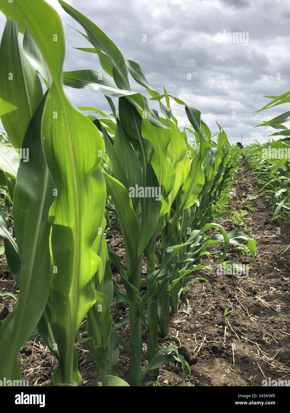 A crop of maize at growth stage 5 to 6 leaves in July, Lincolnshire, England, United Kingdom - Smartphone Captured Stock Image