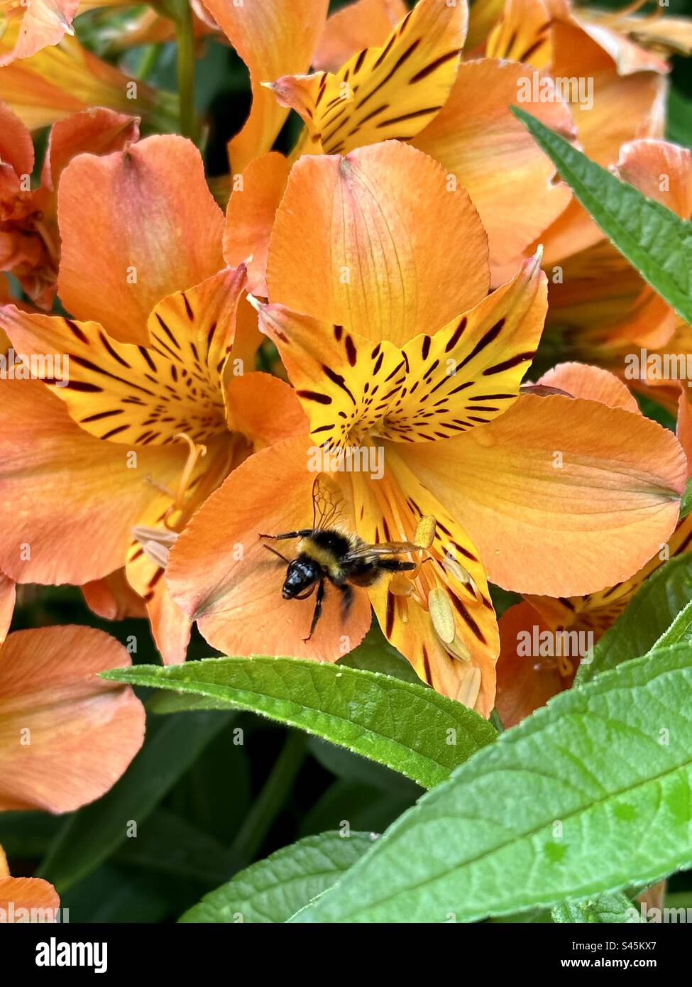 Bumblebee on a Peruvian Lily. - Smartphone Captured Stock Image