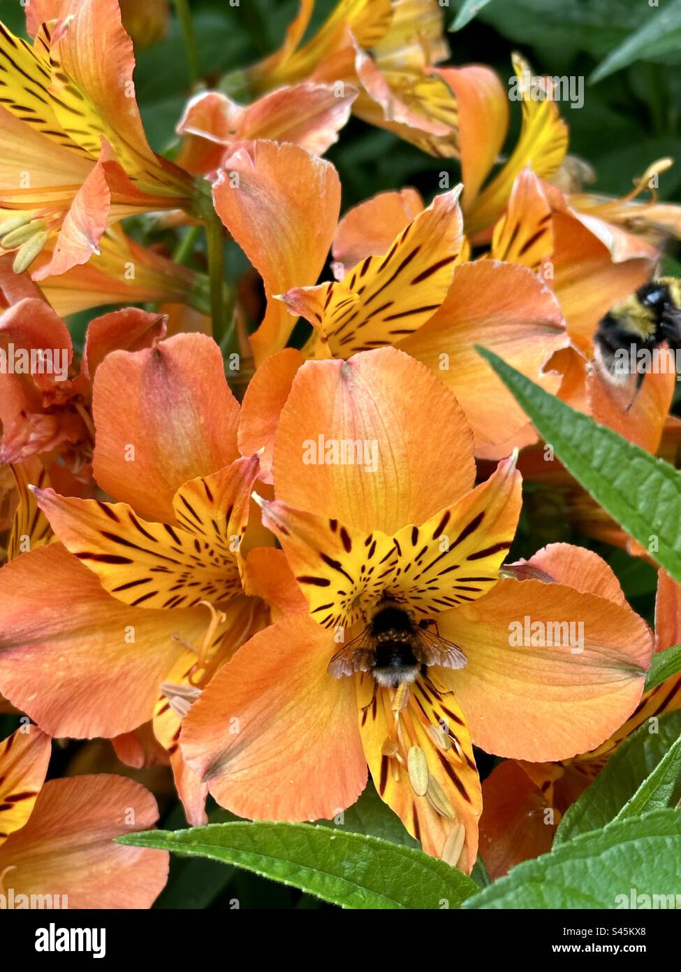 Bumblebee on Peruvian Lily - Smartphone Captured Stock Image