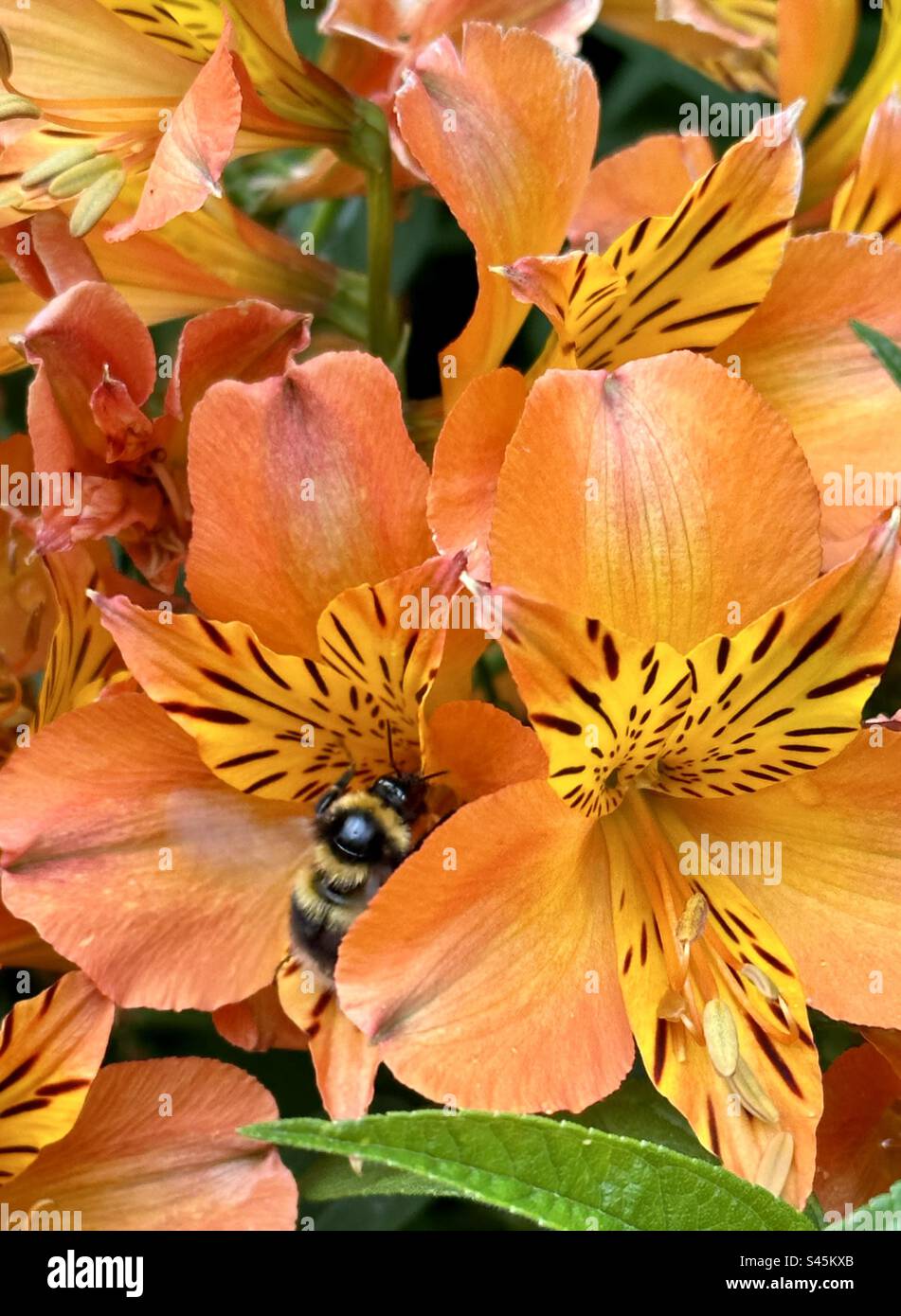 Bumblebee on Peruvian Lily Stock Photo