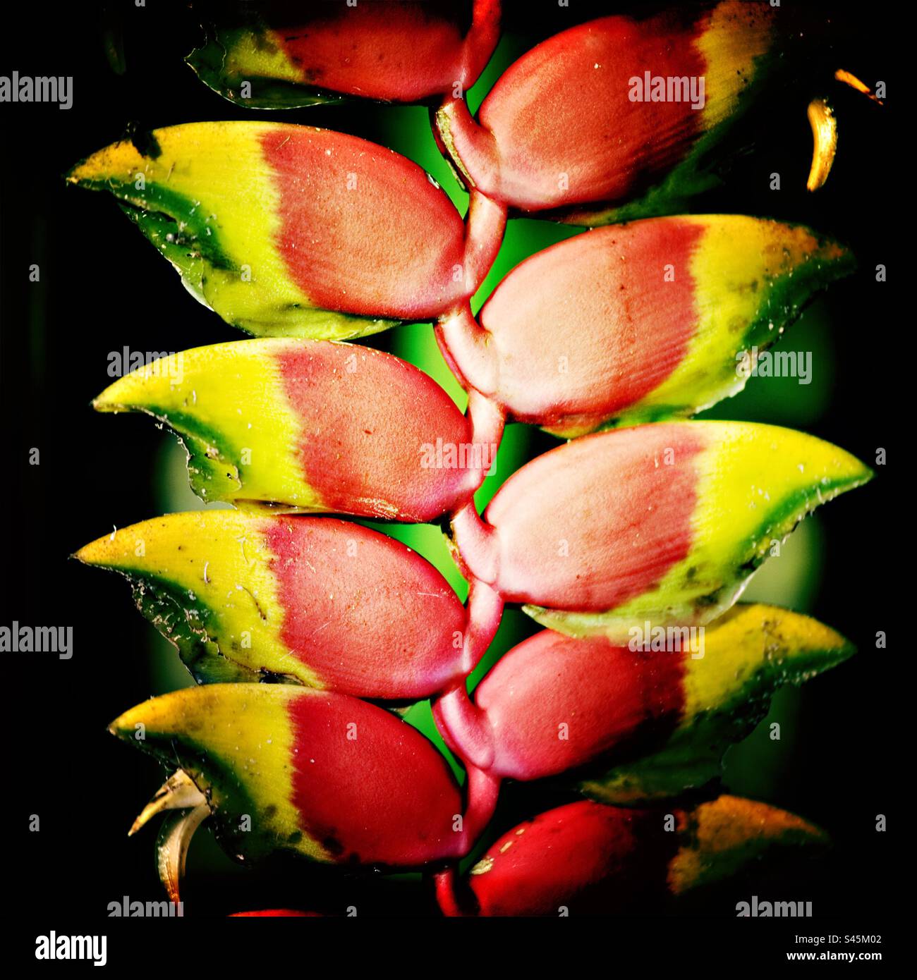Heliconia flowers in a rainforest in Ecuador - Smartphone Captured Stock Image