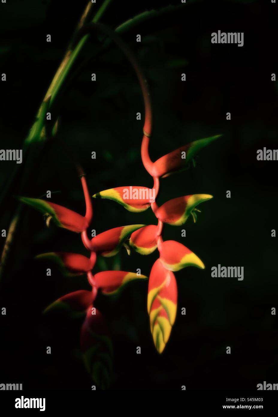 Heliconia flowers hanging down from the dark canopy of a rainforest in Ecuador - Smartphone Captured Stock Image