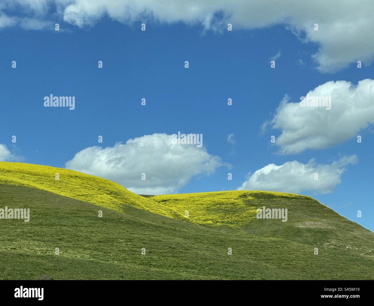Super bloom - Smartphone Captured Stock Image