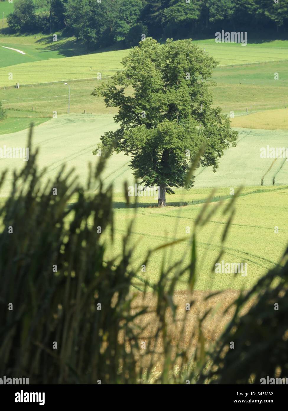 Summer Scenery! Switzerland - Smartphone Captured Stock Image