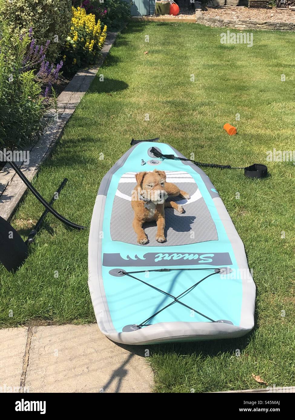 Paddle boarding dog Stock Photo Alamy