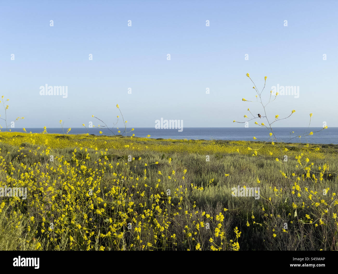 Yellow wildflowers in bloom in California with ocean in the distance and blue sunny skies above. A tiny humming bird is visible sitting on a branch. - Smartphone Captured Stock Image