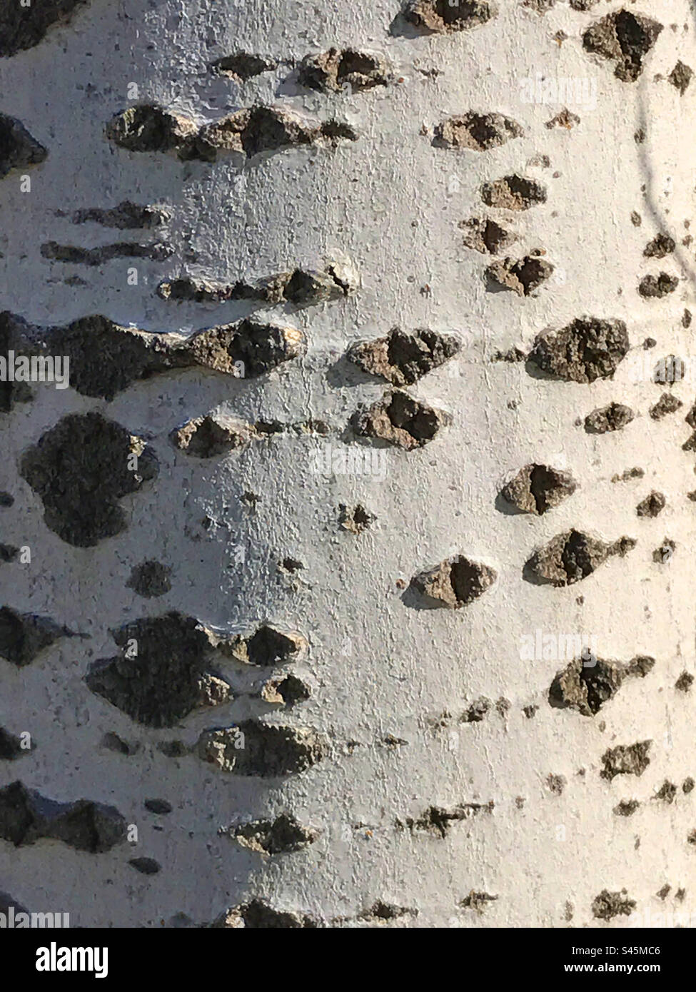 Tree trunk - Smartphone Captured Stock Image