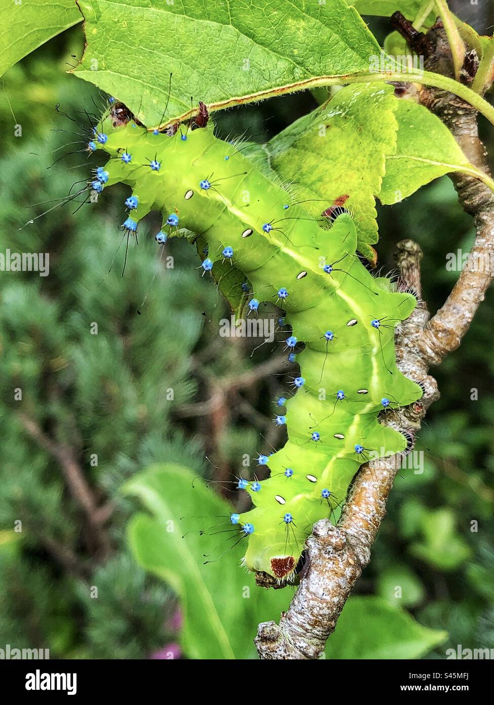 Giant Peacock moth caterpillar(Saturnia pyri) Stock Photo