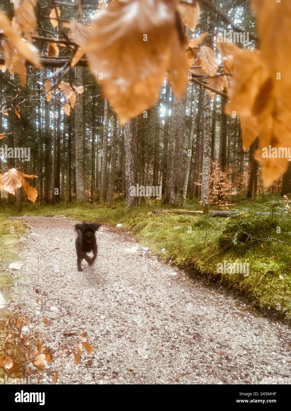 Capture from my Beautiful portugese waterdog „Caruso“ on a Mountain Trail in tyrol Stock Photo