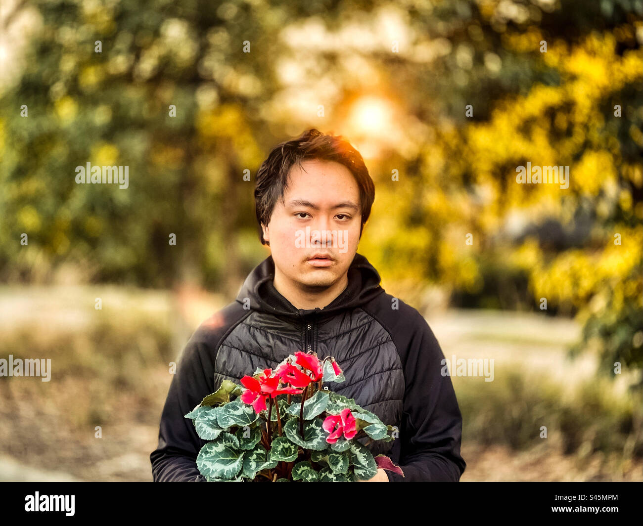 Portrait of young Asian man holding a red flowering cyclamen potted plant against setting sun and trees with lens flare and bokeh. Dreamy. Autumn themes. Focus on foreground. Golden hour. - Smartphone Captured Stock Image