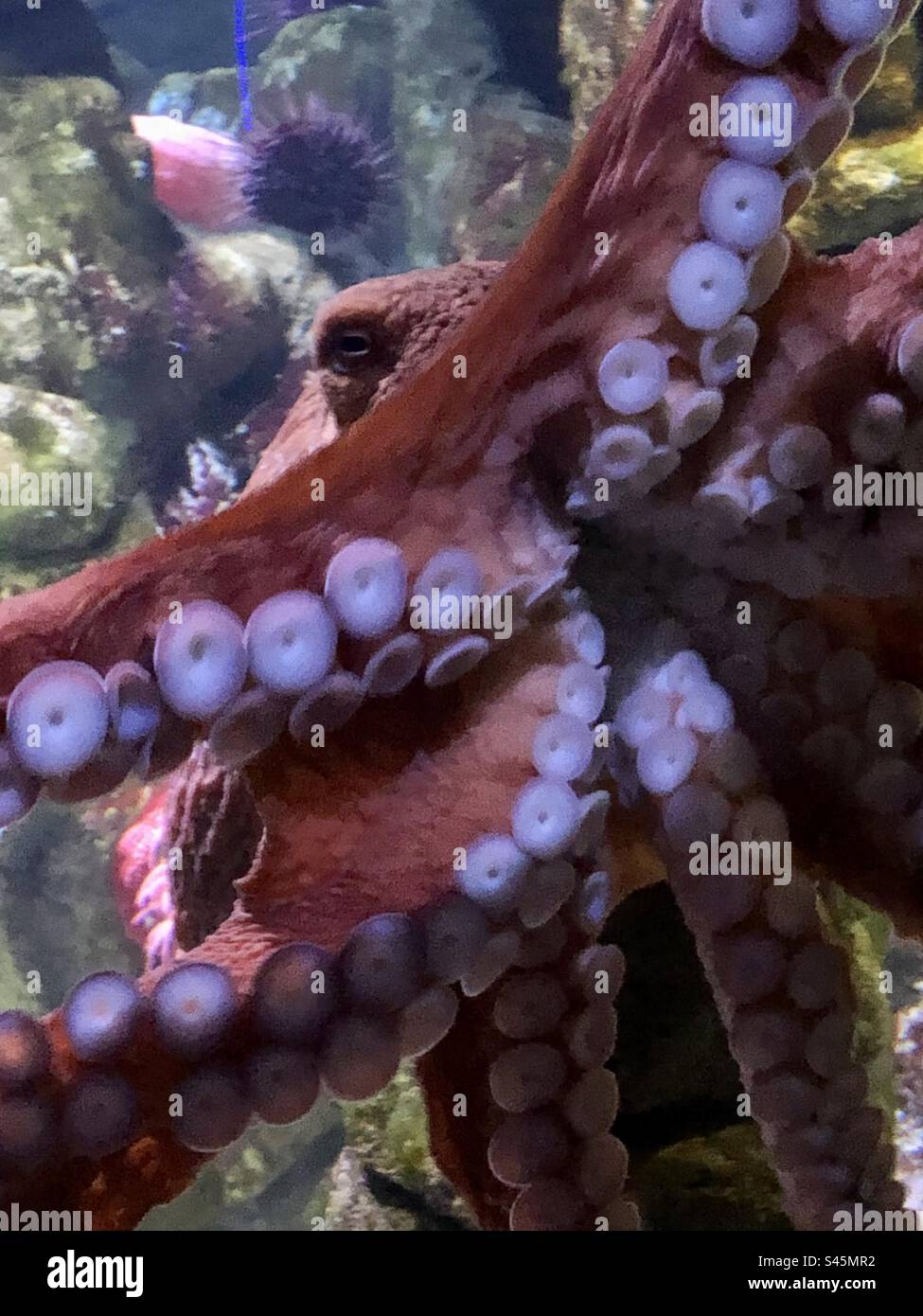 Octopus on aquarium glass Stock Photo Alamy