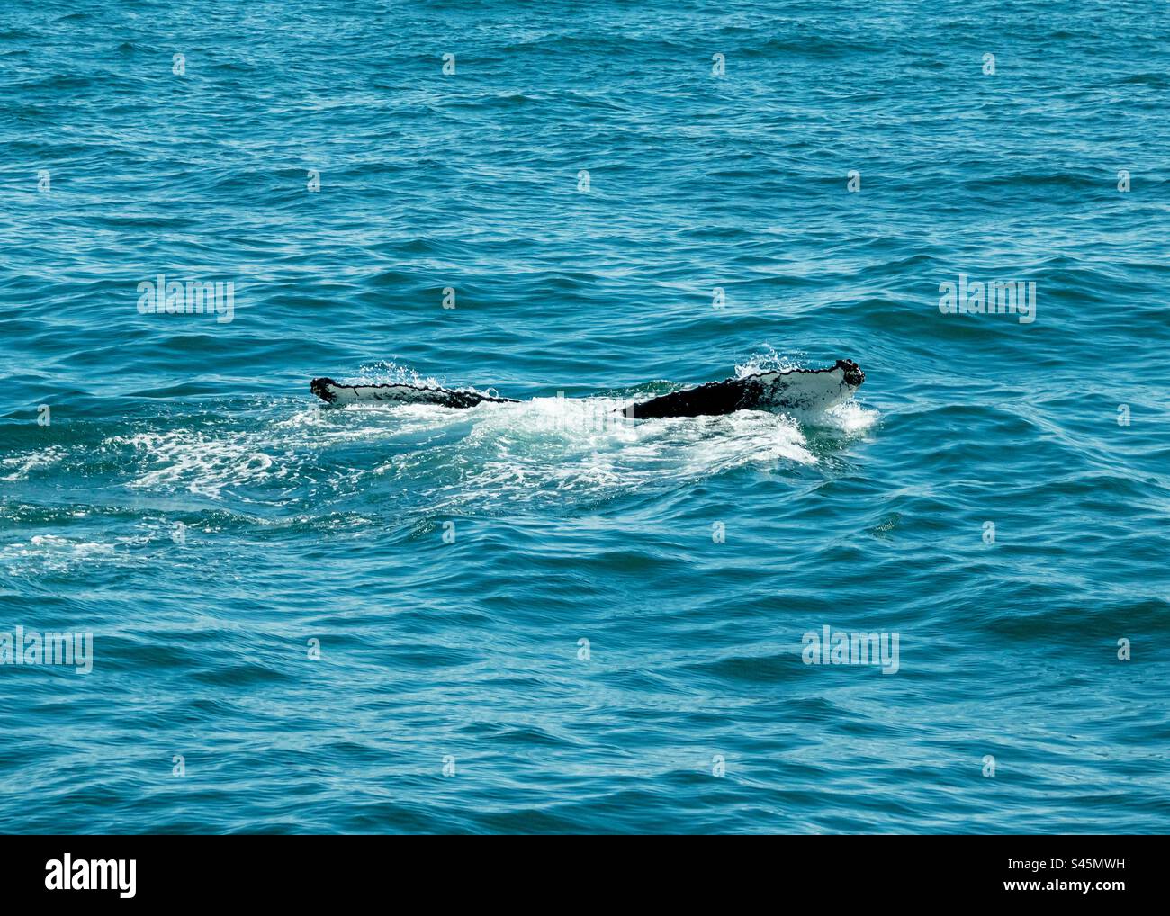 Humpback Whale’s Tale Fluke disappearing beneath the waves - Smartphone Captured Stock Image