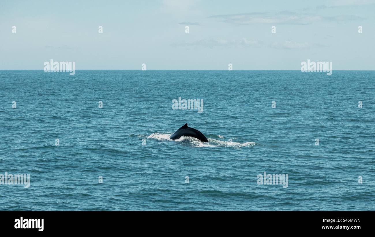 Humpback Whale diving beneath the waves - Smartphone Captured Stock Image