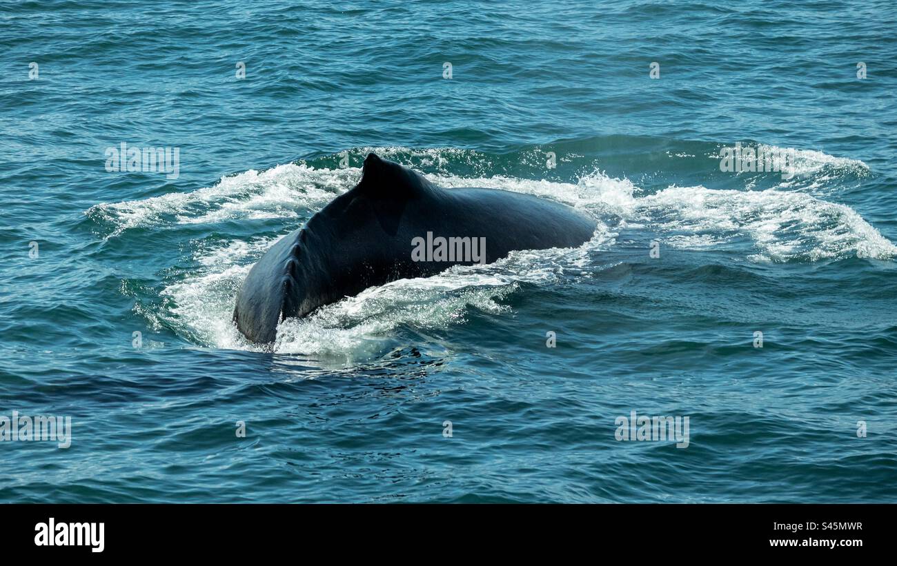 Humpback Whale’s Dorsal Ridge - Smartphone Captured Stock Image