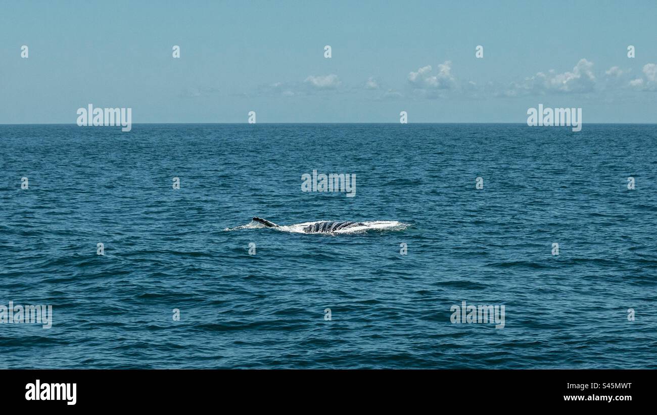Humpback Whale showing its Ventral Pleats - Smartphone Captured Stock Image
