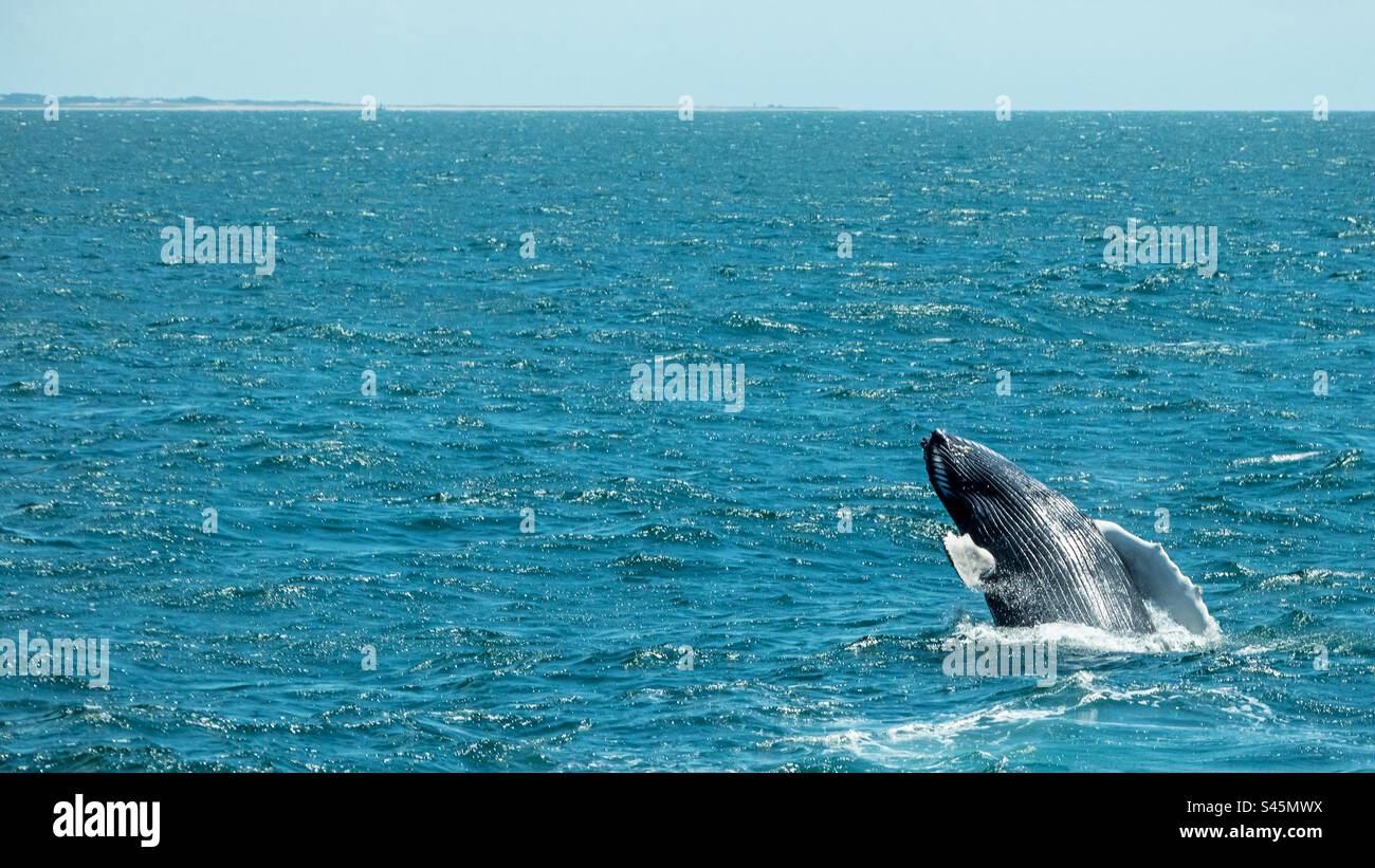 Humpback Whale Breaching - Smartphone Captured Stock Image