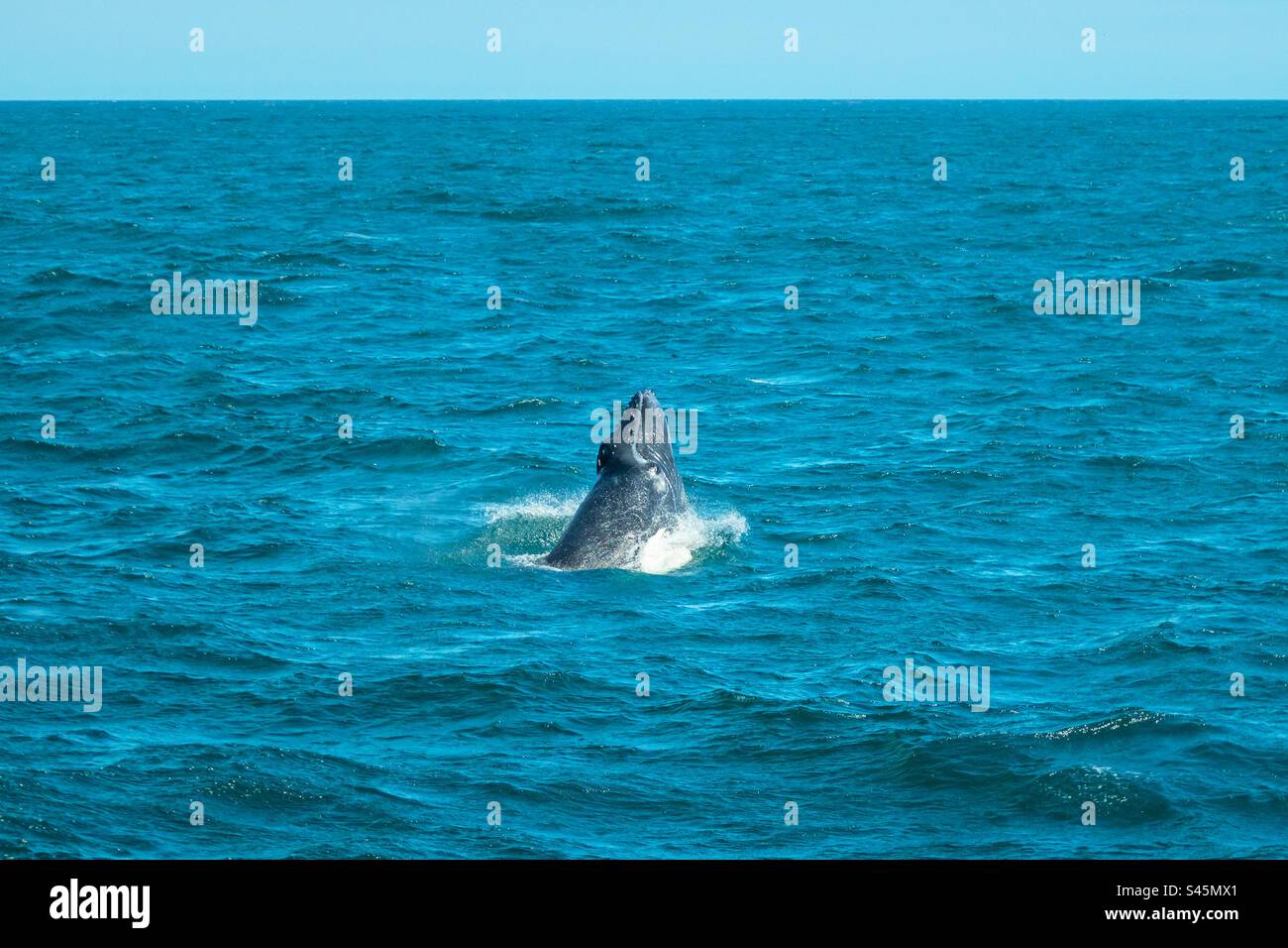Humpback Calf Breaching - Smartphone Captured Stock Image