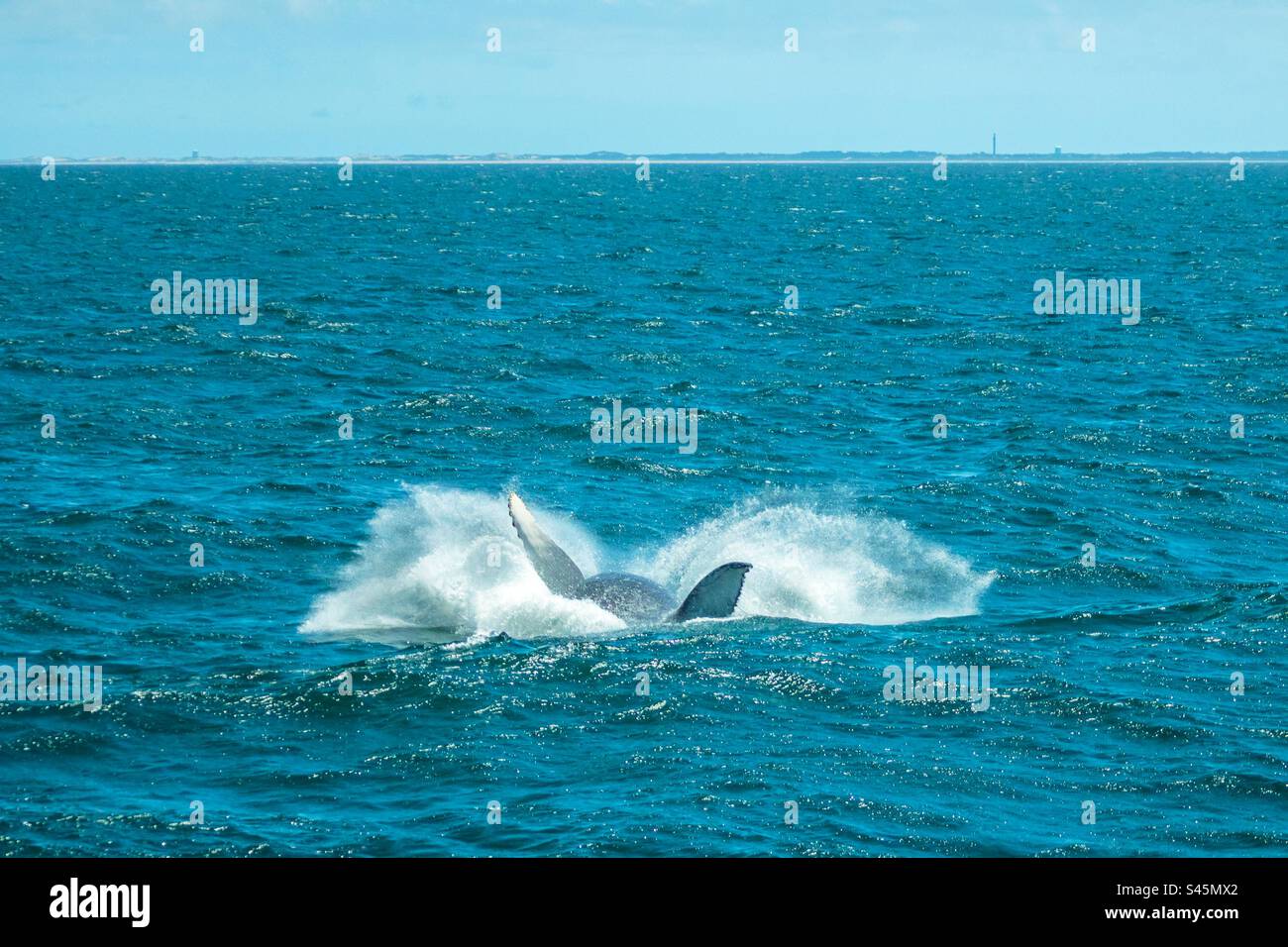 Humpback Whale splashes down after breach - Smartphone Captured Stock Image