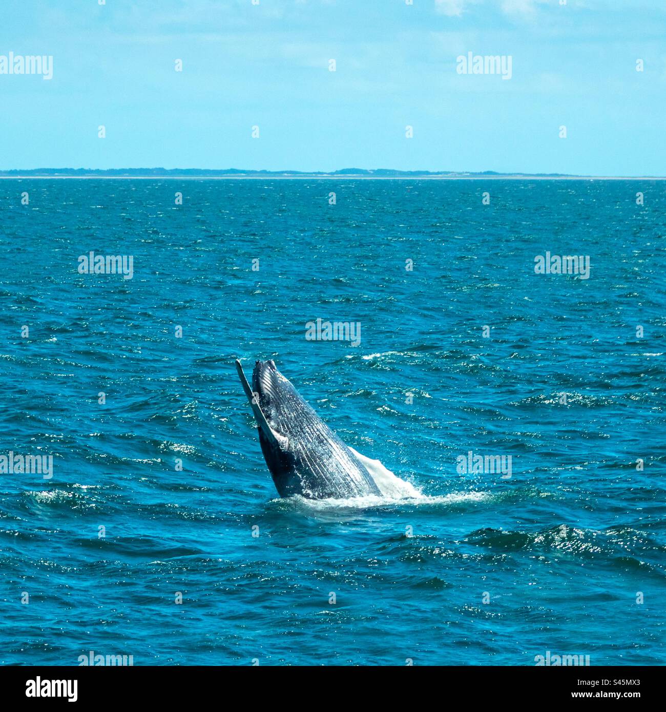 Humpback Whale Calf Breaching - Smartphone Captured Stock Image