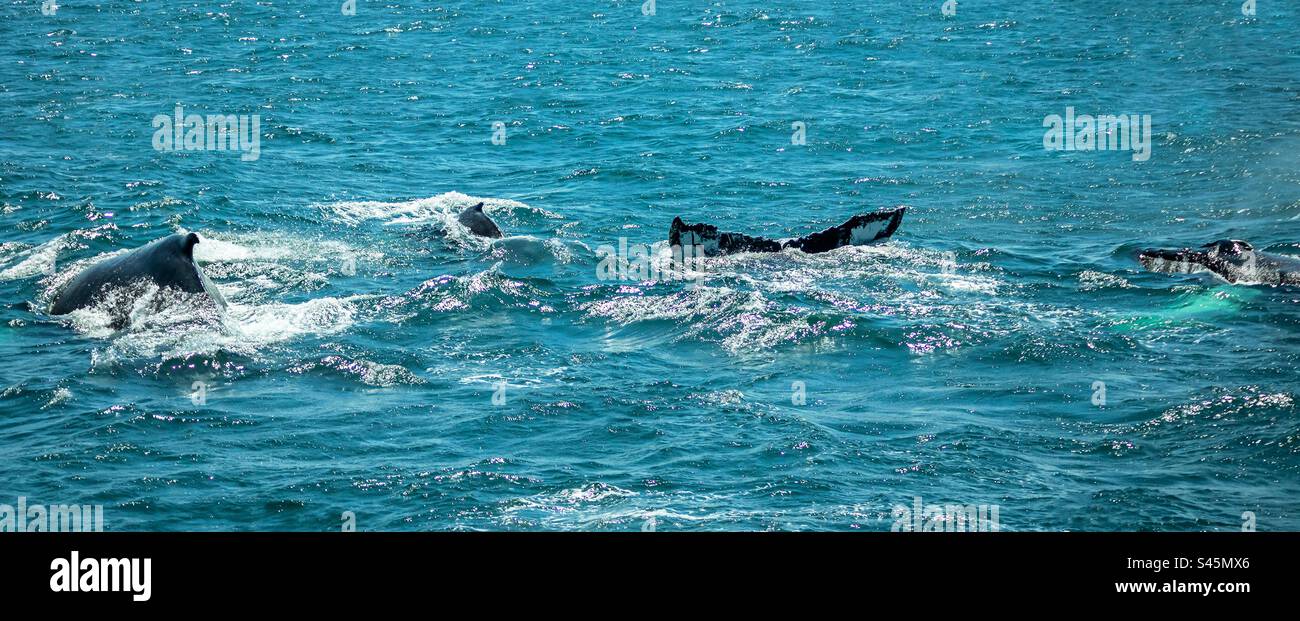 A Pod of Humpback Whales surfacing - Smartphone Captured Stock Image