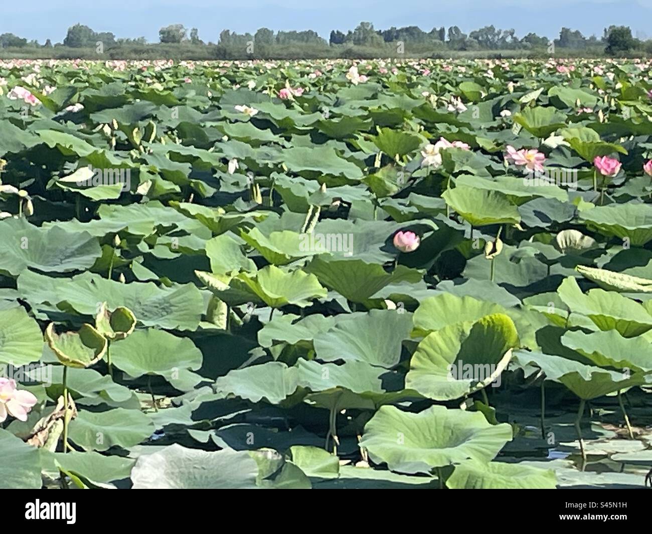 Mincio river covered with invasive Lotus flowers, Mantova , Italy Stock Photo Alamy