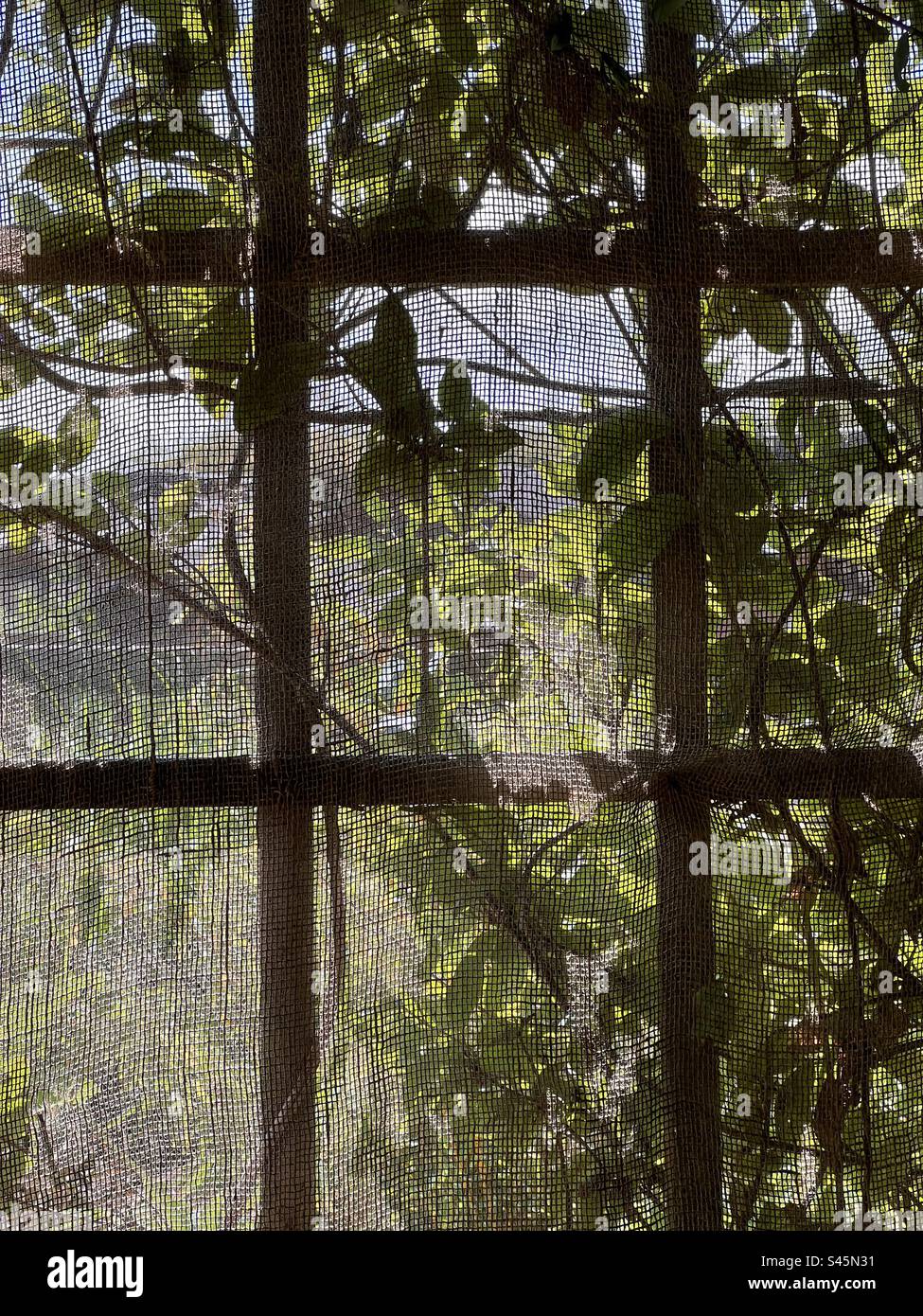 Fly screen made of hessian fabric Stock Photo Alamy