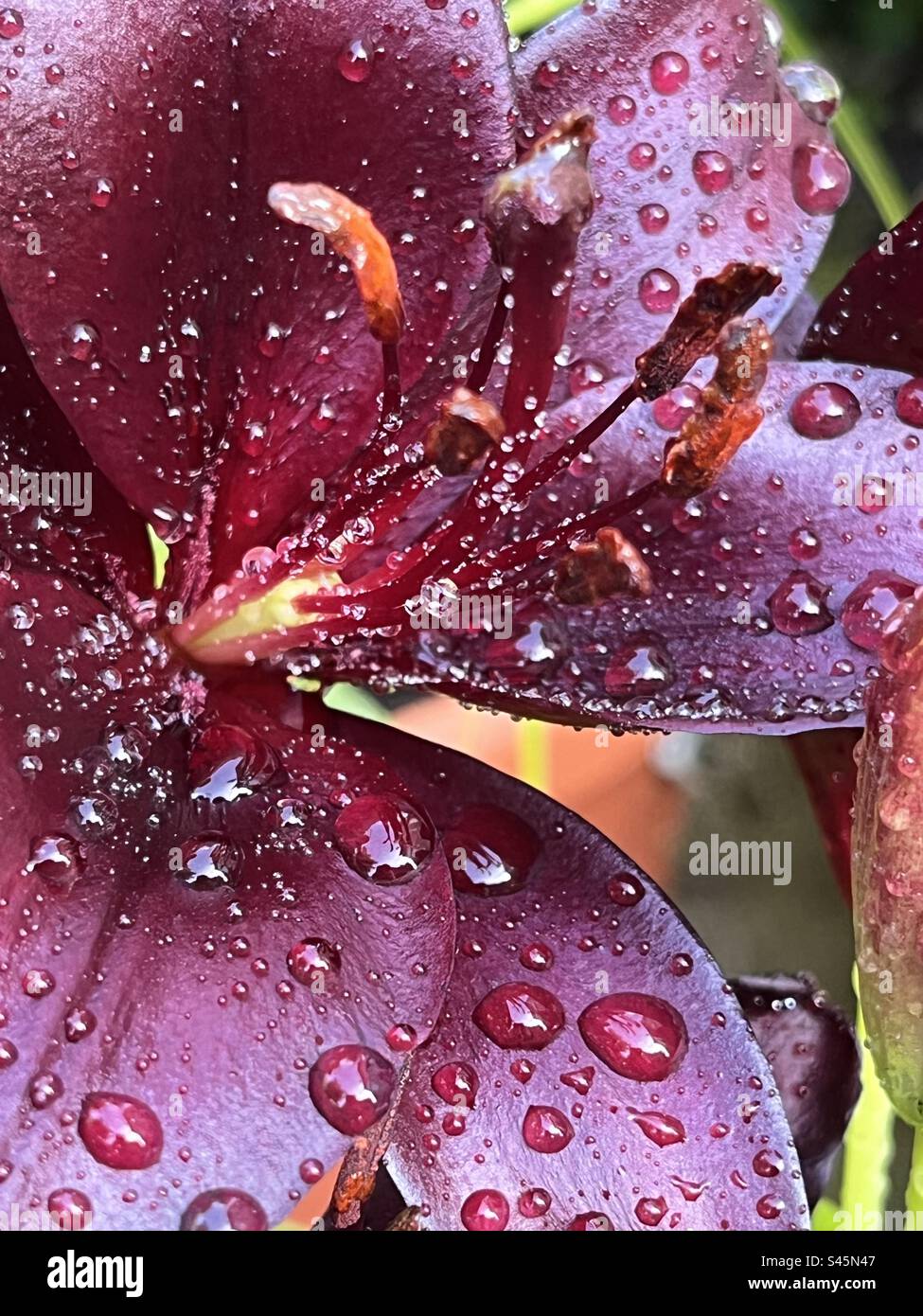 A gorgeous dark red Lilly in my garden after the rain. Summer 2023 - Smartphone Captured Stock Image