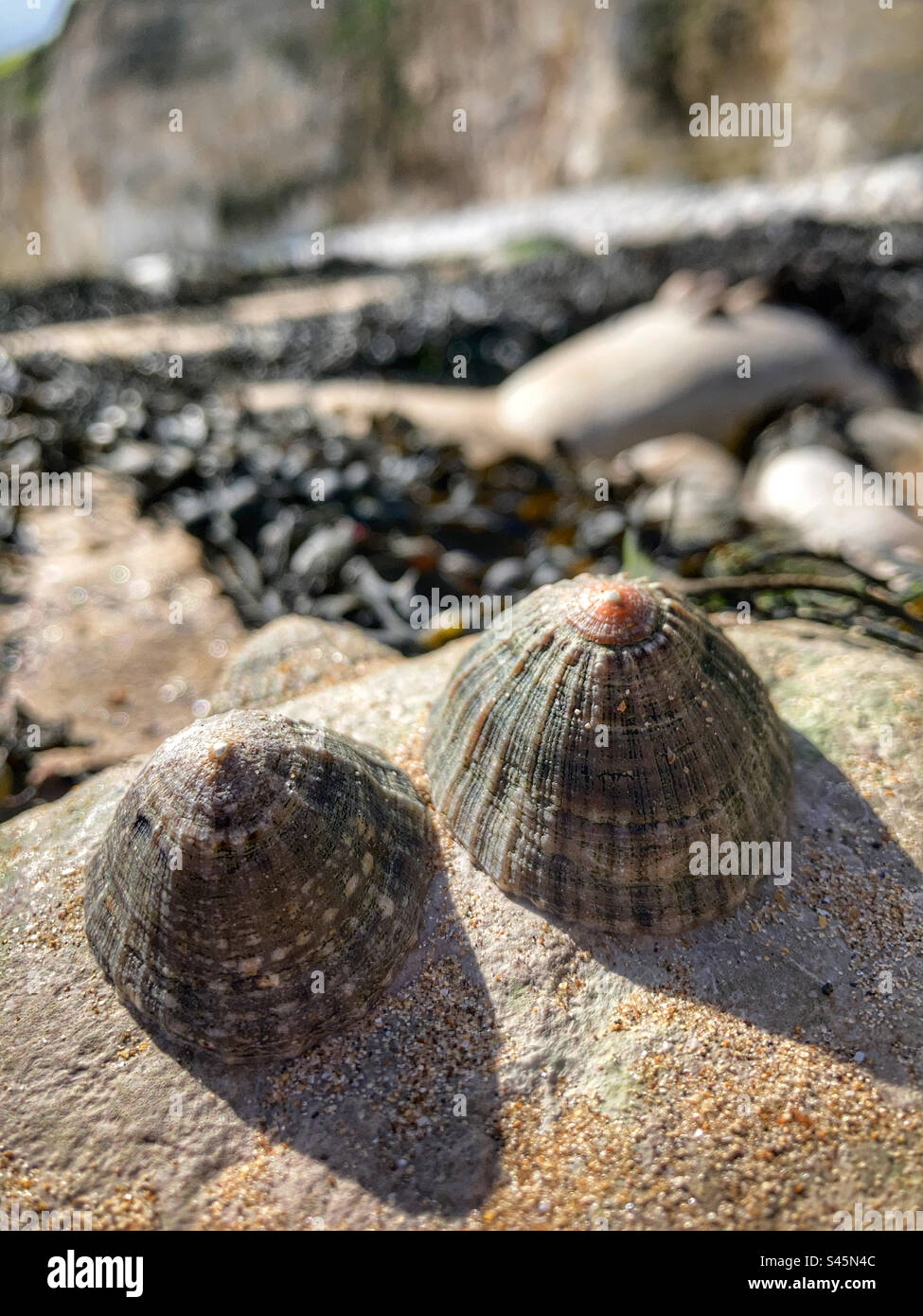 Limpets on a rock - Smartphone Captured Stock Image