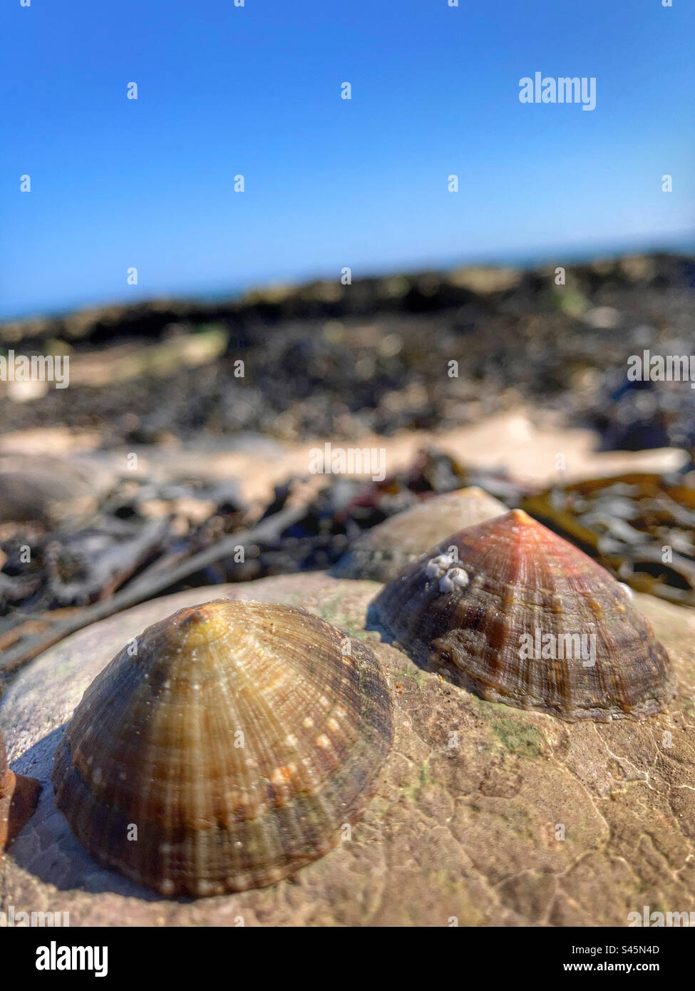 Limpets on a rock - Smartphone Captured Stock Image